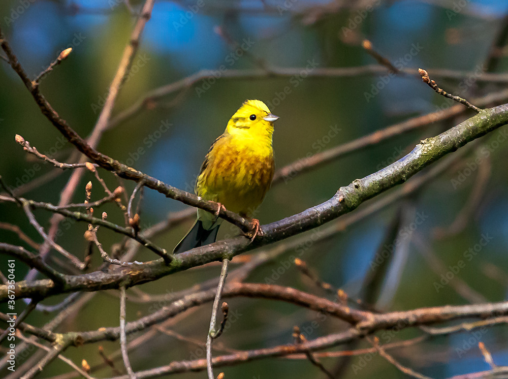 Beautiful yellow siskin in the Czech Republic. Beautiful yellow siskin in the Czech Republic.