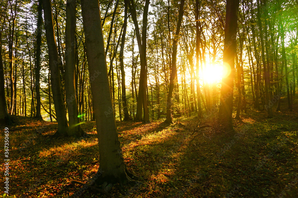 Fototapeta premium Autumn Pictures in the Forest of Germany
