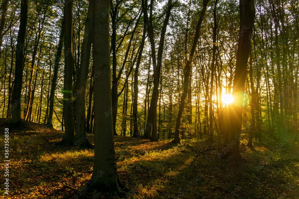 Autumn Pictures in the Forest of Germany Autumn Pictures in the Forest of Germany