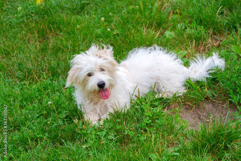 Coton de Tulear Dog Breed Coton de Tulear Dog Breed