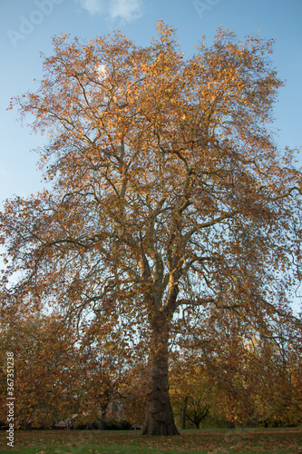lonely autumn tree, yellow leaves and blue sky, flora