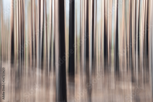 Abstract dark forest in motion blur. Trees and moss in the forest blurred through intentional camera movement. Charred trees after a forest fire.