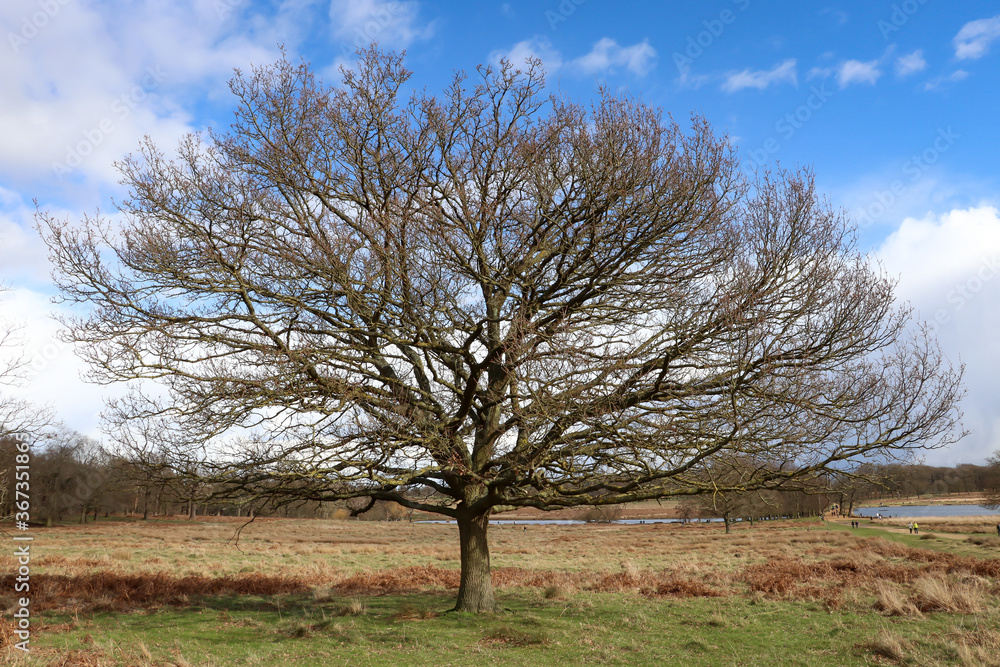 big old tree, blue sky, landscape, flora big old tree, blue sky, landscape, flora