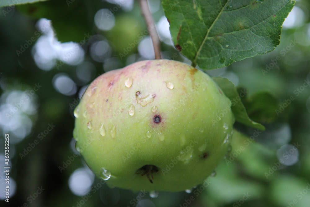 Regennasser Apfel Äpfel hängen am Baum, nass, feucht, Regennasser Apfel Äpfel hängen am Baum, nass, feucht,