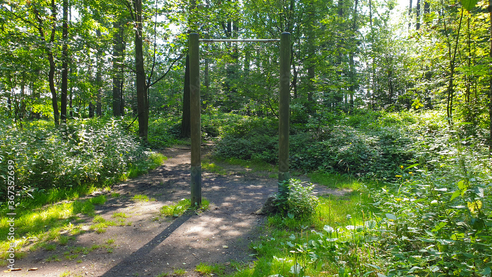 Obraz premium Forest horizontal bar in summer