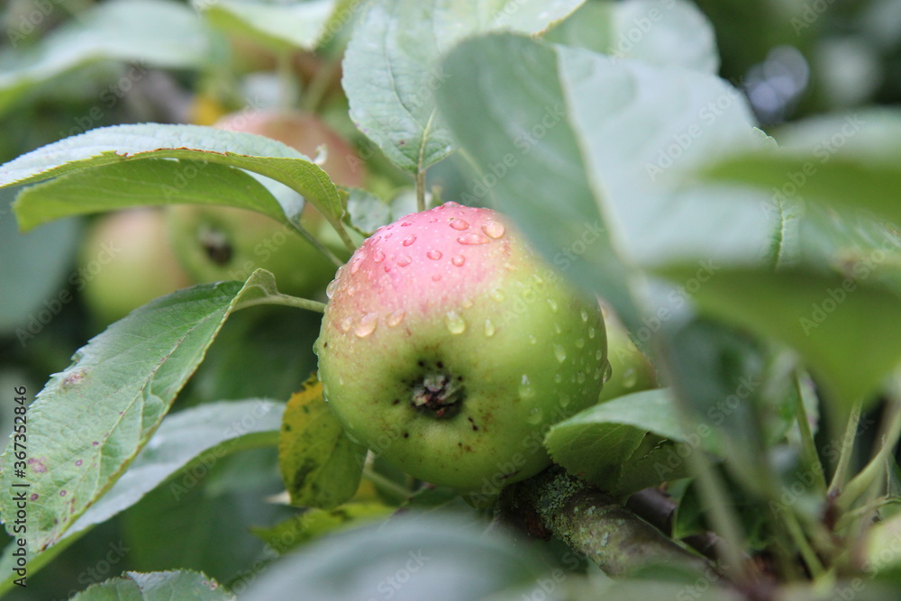 Regennasser Apfel Äpfel hängen am Baum, nass, feucht, Regennasser Apfel Äpfel hängen am Baum, nass, feucht,