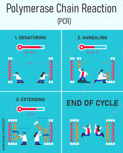 Stages of polymerase chain reaction infographic.