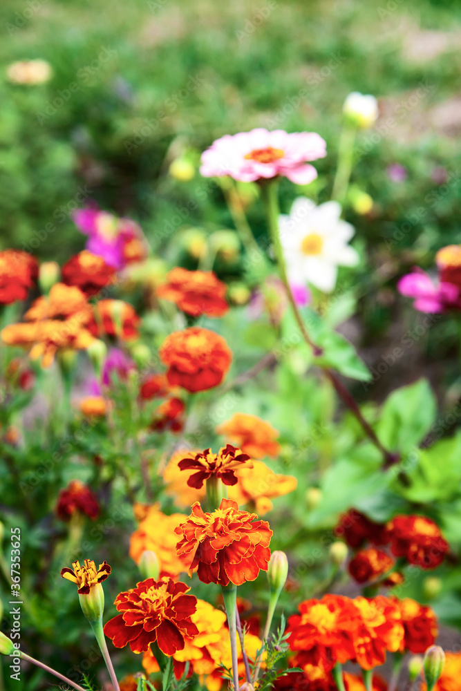 Tagetes patula or French marigold velvet-textured.