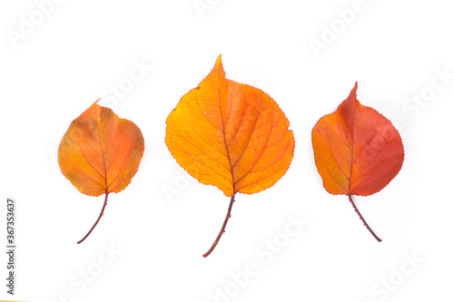 Yellow maple leaf as an autumn symbol. Isolated on white.