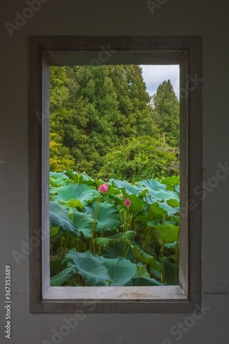 View of lotus leaves and flowers in West Lake scenic area in Hangzhou  China