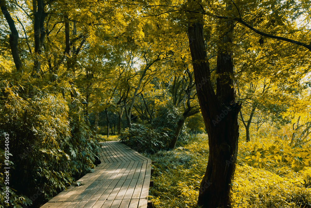 Path in woods in West Lake scenic area, Hangzhou, China