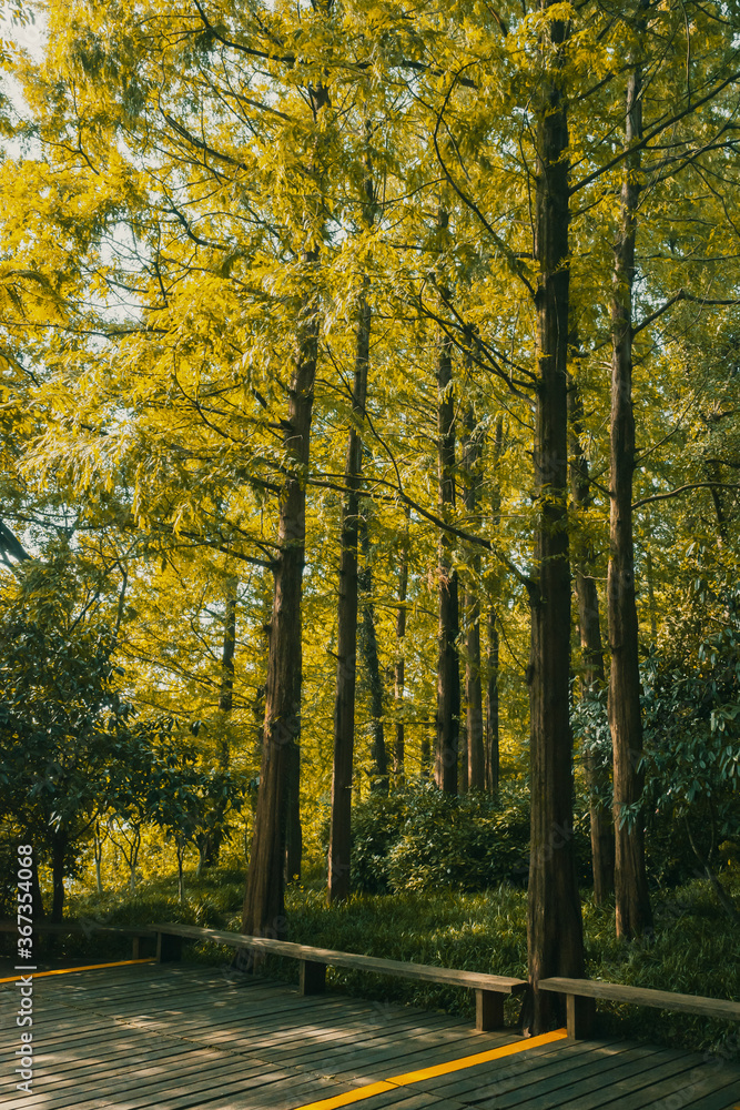 Woods in West Lake scenic area in Hangzhou, China Woods in West Lake scenic area in Hangzhou, China