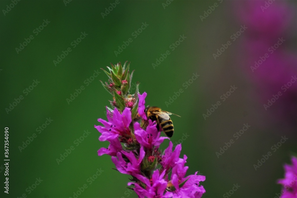 Bee on a loosestrife flower against a green blurry background Bee on a loosestrife flower against a green blurry background