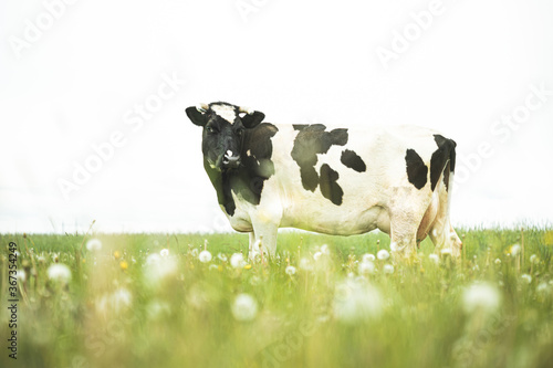 Black And White Cow Eating Grass In Spring Pasture. Cow Grazing On A Green Meadow In Spring