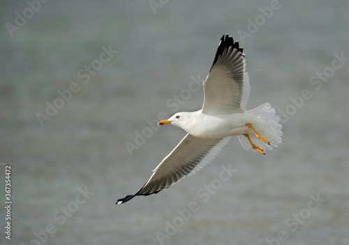 Great Black-backed Gull in flight, Bahrain