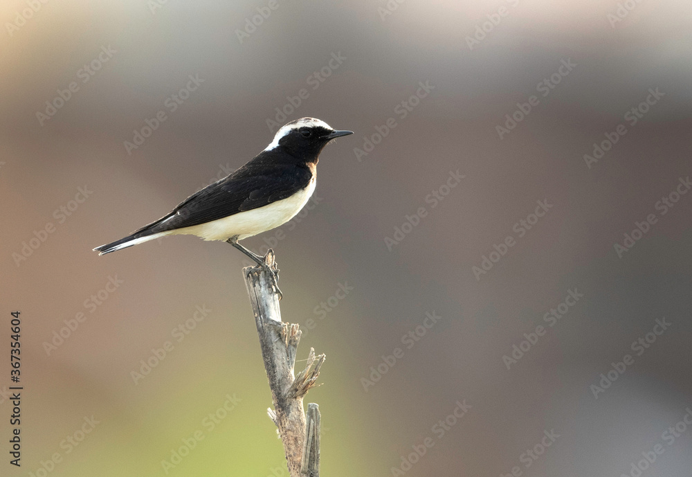 Pied wheatear perched on a log, Bahrain Pied wheatear perched on a log, Bahrain
