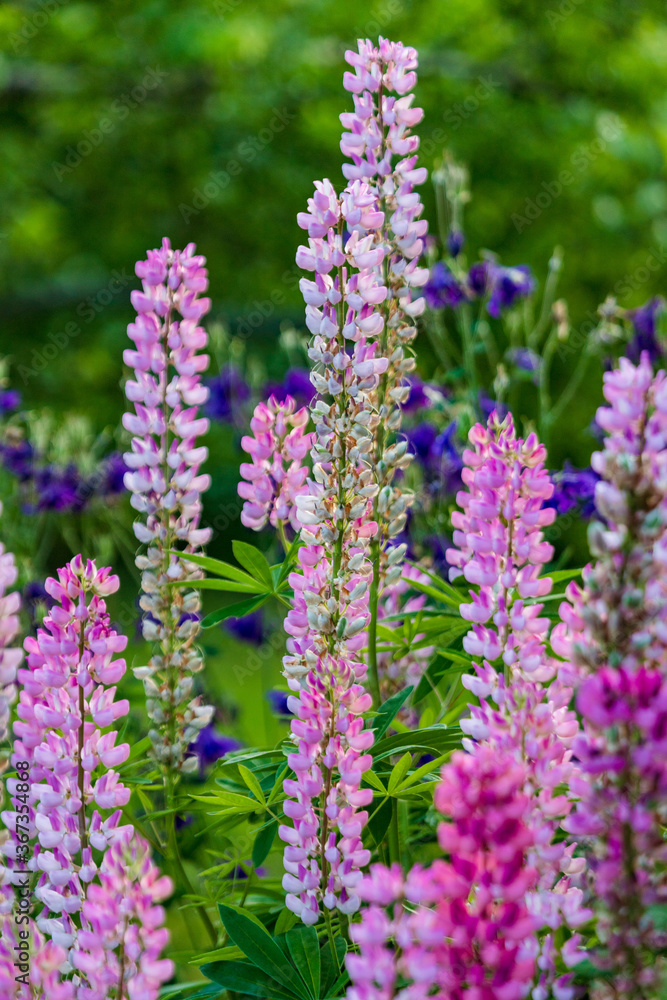 purple flowers in the garden purple flowers in the garden