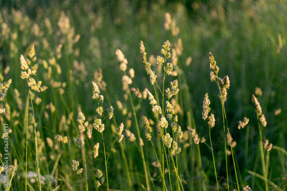 grass field in summer grass field in summer
