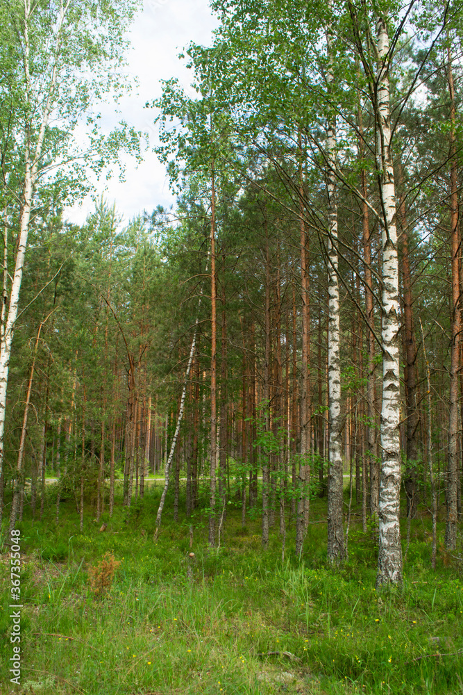 Birch and spruce mushroom forest in summer day. Green trees in the summer forest. Travel on nature. Landscapes in Belarus Birch and spruce mushroom forest in summer day. Green trees in the summer forest. Travel on nature. Landscapes in Belarus