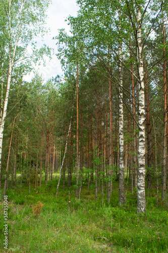 Fototapeta Naklejka Na Ścianę i Meble -  Birch and spruce mushroom forest in summer day. Green trees in the summer forest. Travel on nature. Landscapes in Belarus