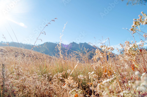 Grass fields on Mt. Semeru