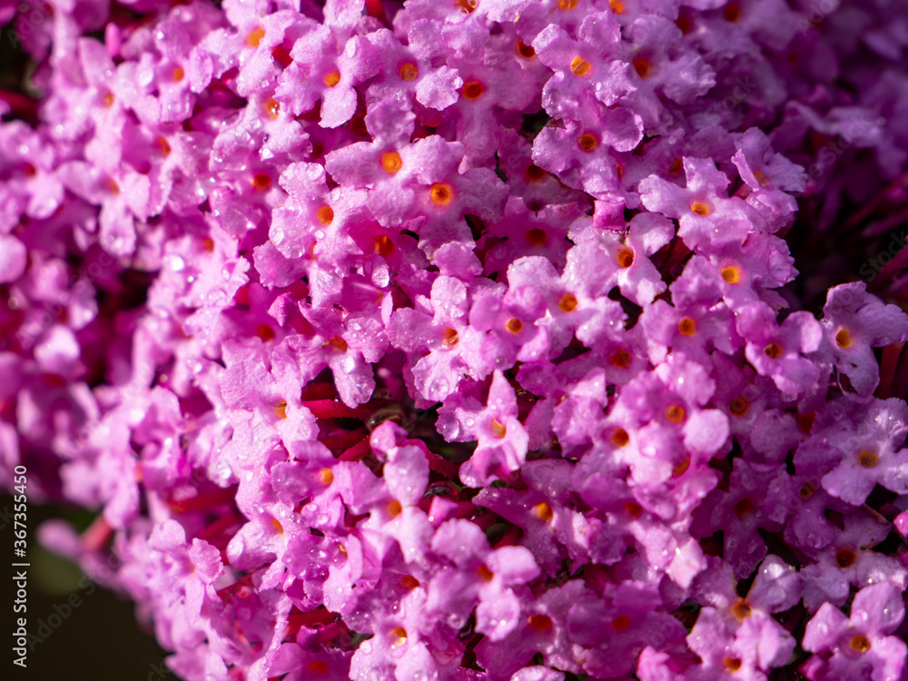 colorful summer lilac flowers of a tree