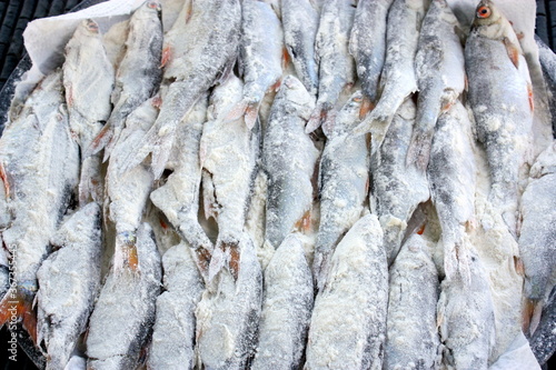 gardons ,poissons de lac frais photo