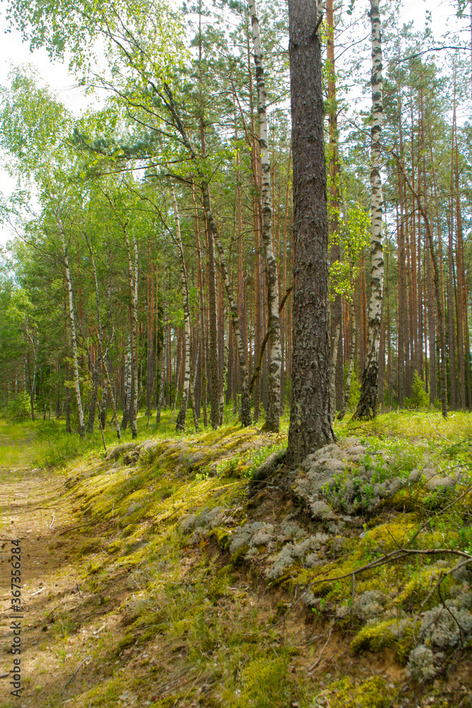 Summer green mushroom forest landscape in the morning in Belarus. Natural woodland, mixt forest with pine and birch trees Summer green mushroom forest landscape in the morning in Belarus. Natural woodland, mixt forest with pine and birch trees