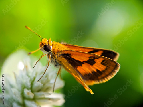 Large skipper macro (Ochlodes sylvanus) - Butterfly