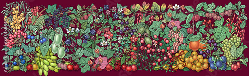 Berries, fruits hand drawn vector doodles banner