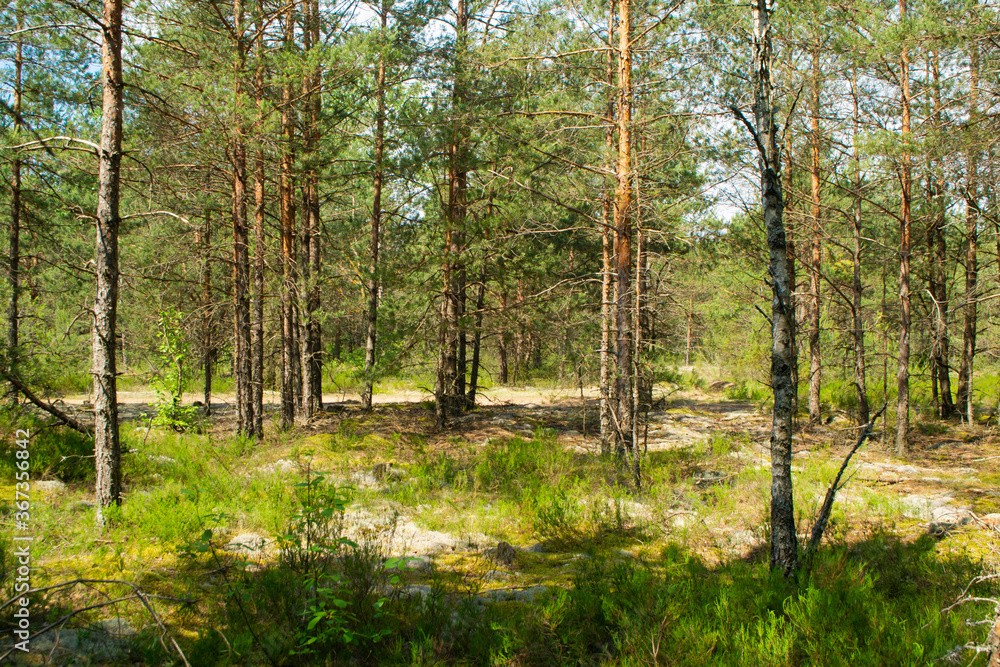 Obraz premium Majestic green pine tree forest, deep natural forest in Belarus