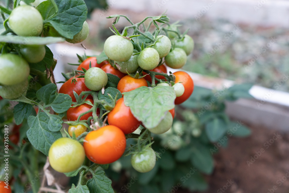 cherry tomatoes on a branch in a home greenhouse