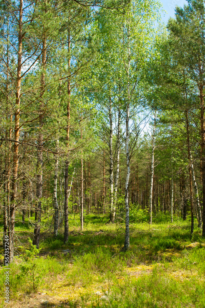 Fototapeta premium The primeval forest with mossed ground, Belarus