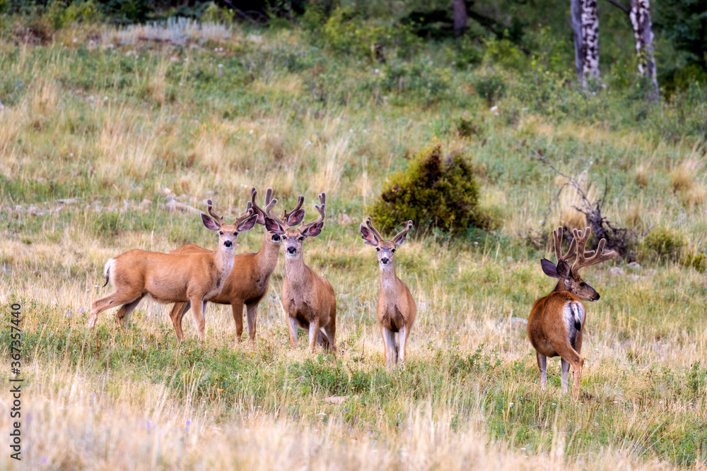 Obraz premium Herd of Mule Deer Bucks