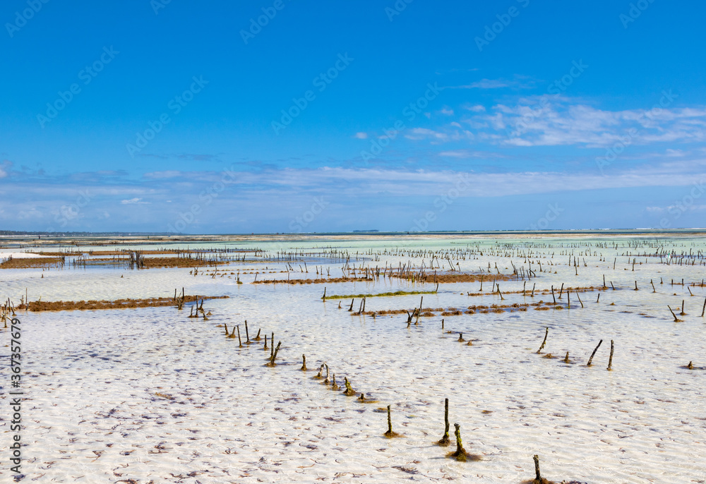 Seaweed farm in , Zanzibar, Tanzania