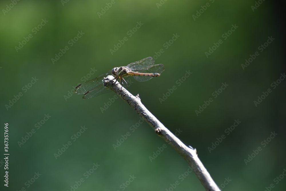 dragonfly is on a small branch dragonfly is on a small branch