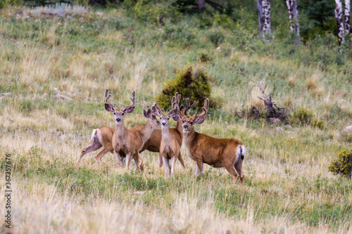 Herd of Mule Deer Bucks