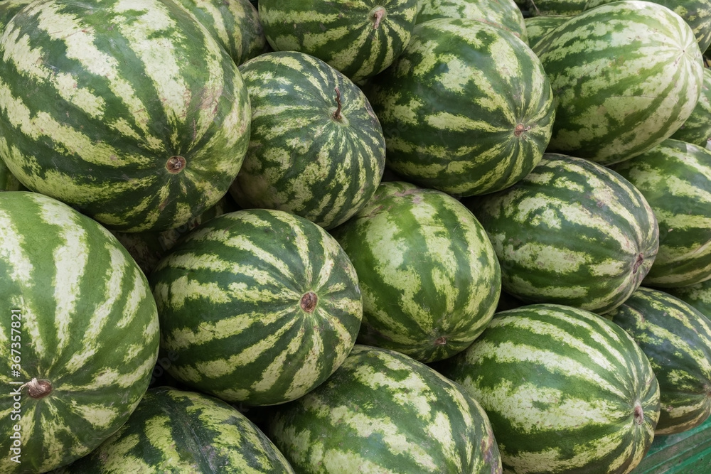 green striped watermelons in the street market as a background green striped watermelons in the street market as a background