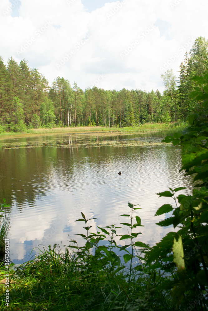 Forest lake under blue cloudy sky, landscape in Belarus