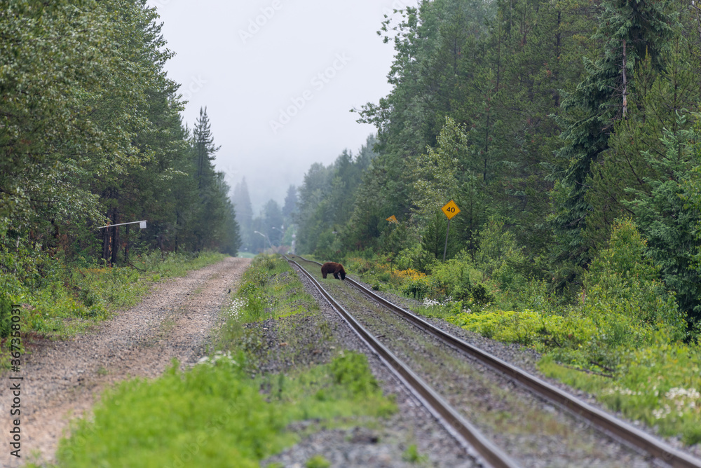 Obraz premium Grizzly bear on train tracks looking for food near Blue River British Columbia