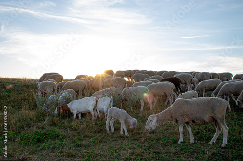 Sheep and Sun © Florian