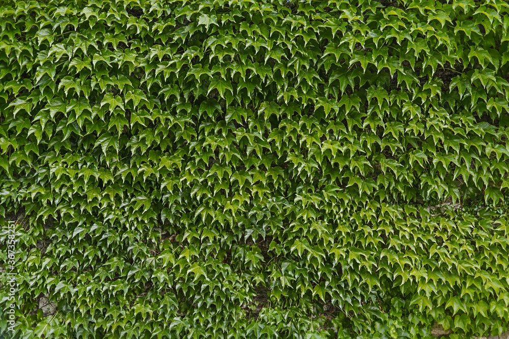 Big ivy wall with green leaves background Big ivy wall with green leaves background