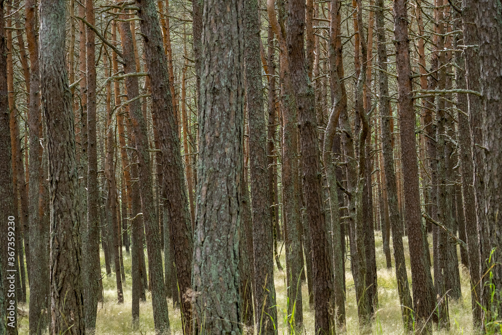 Baltic forest walks in the Curonian Spit National Park on the Baltic Sea coast in Lithuania Baltic forest walks in the Curonian Spit National Park on the Baltic Sea coast in Lithuania
