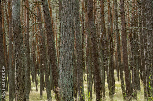 Baltic forest walks in the Curonian Spit National Park on the Baltic Sea coast in Lithuania