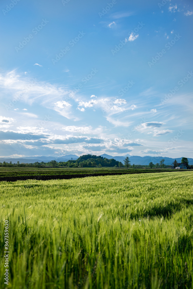 Wheat field (green)