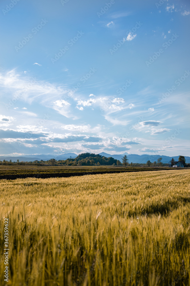 Wheat field (orange)