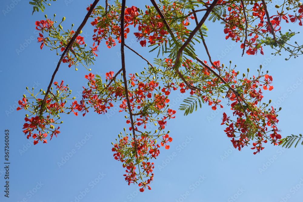 Red Gulmohar (delonix regia) flowers against blue sky. shot at Chinchwad in Pune on 21 apr 2019 Red Gulmohar (delonix regia) flowers against blue sky. shot at Chinchwad in Pune on 21 apr 2019