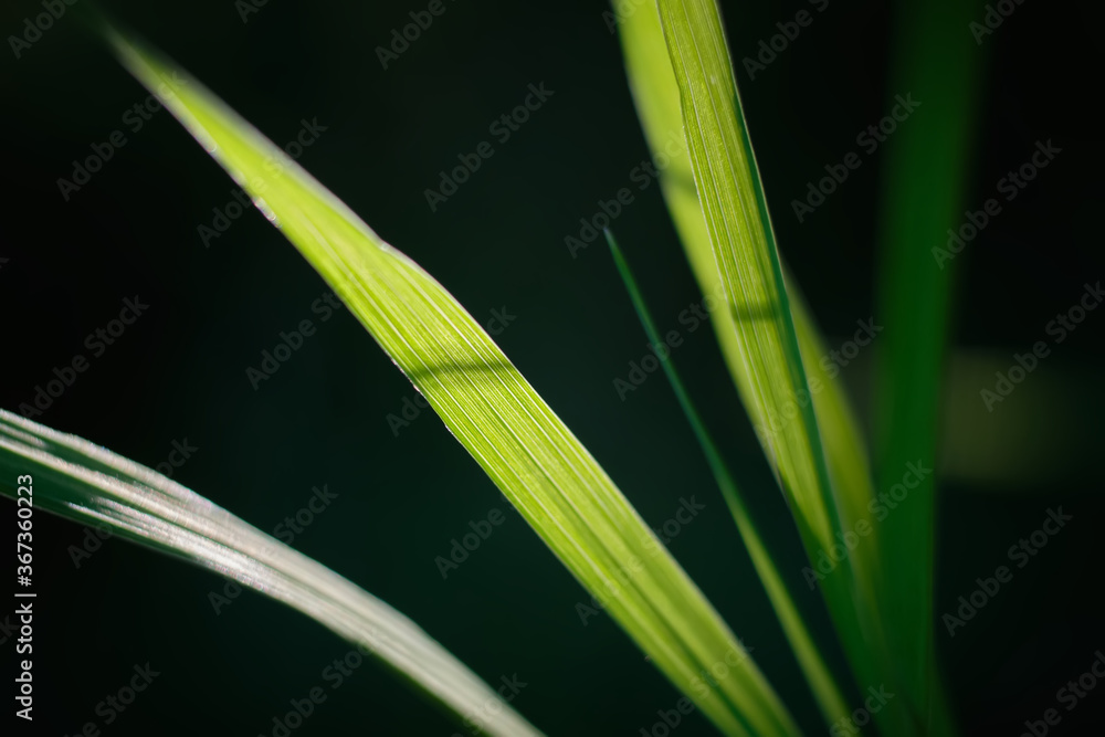 Green grass macro close up against the sun light. Selective focus. Green grass macro close up against the sun light. Selective focus.