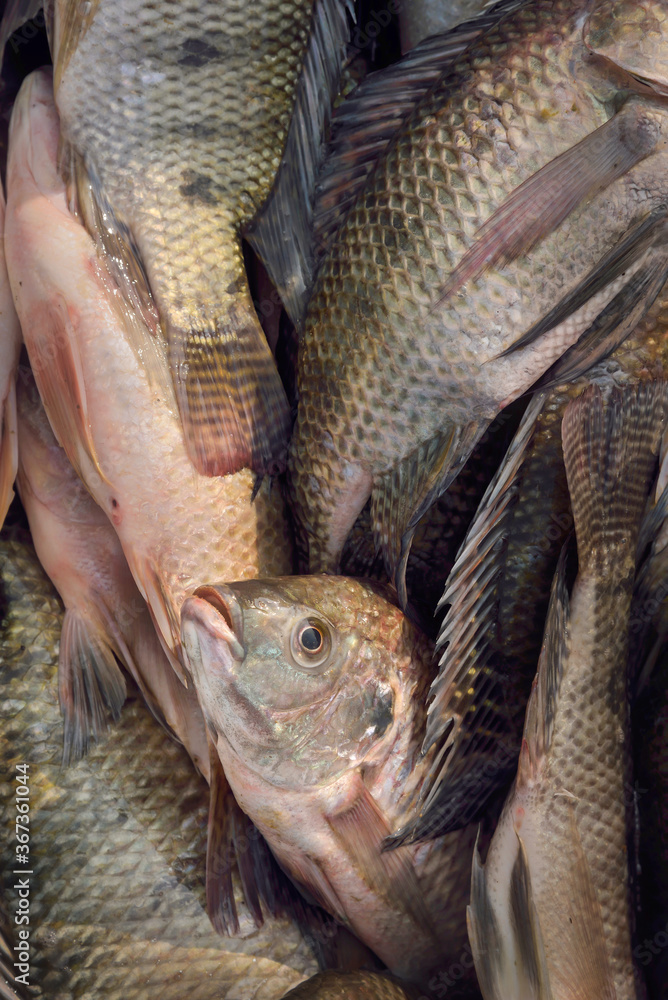 fresh fish on the market. shot at Bhigwan in Pune on 11 jan 2019. fresh fish on the market. shot at Bhigwan in Pune on 11 jan 2019.