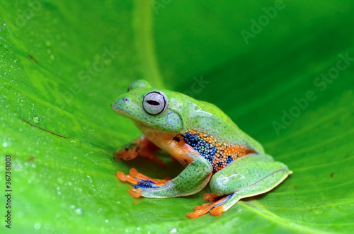 Green tree frog inside a banana leaf © DS light photography